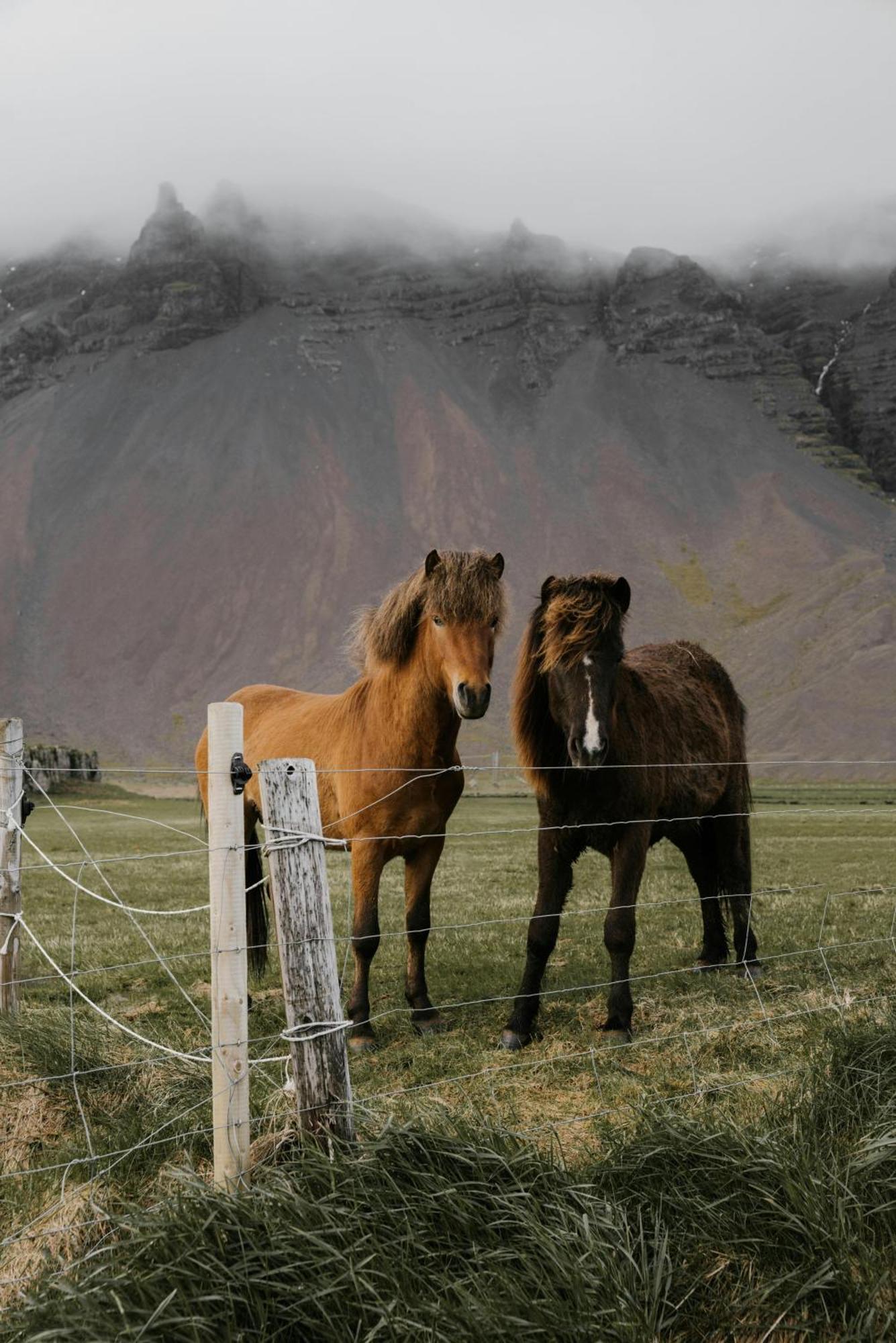 Lara Studio In Laugardalur Valley, Reykjavik Central Park And Botanical Garden, Private Entrance, Free Private Parking On Side Exterior photo